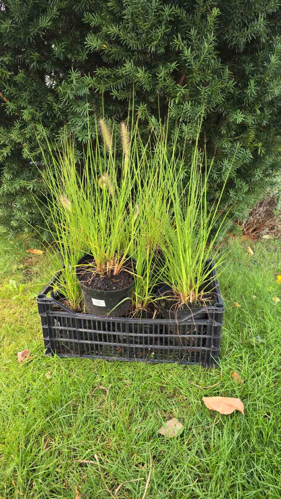 Augalai Klaipėda-Vilniaus raj