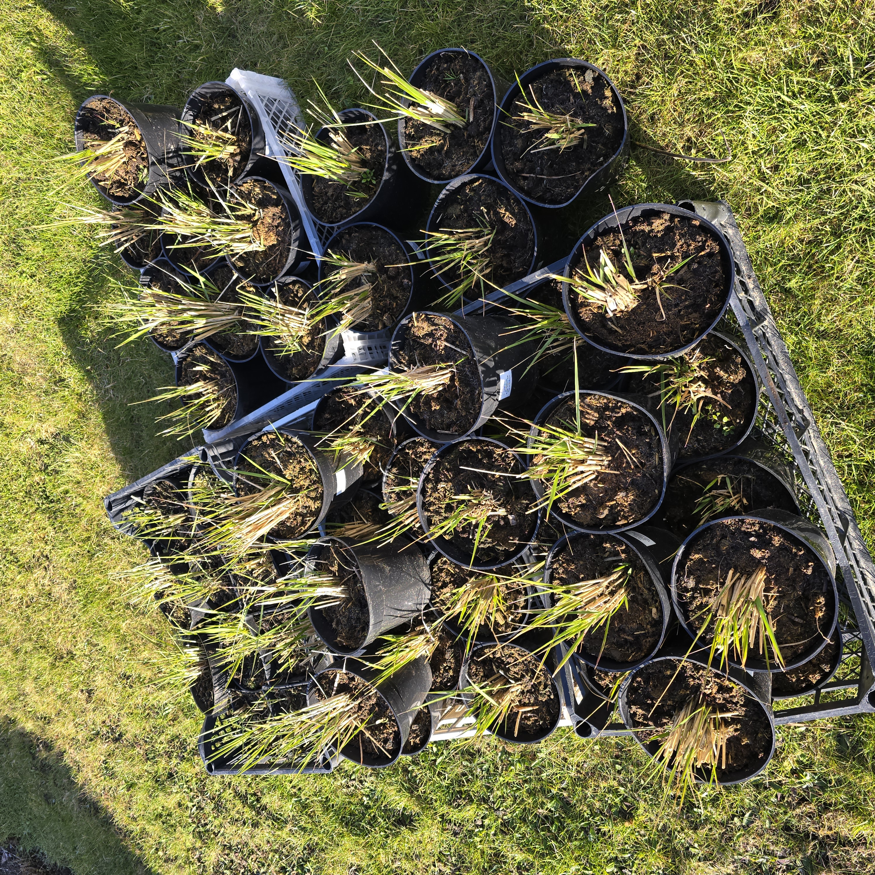 Augalai, 50 vnt., 2 l vazonai