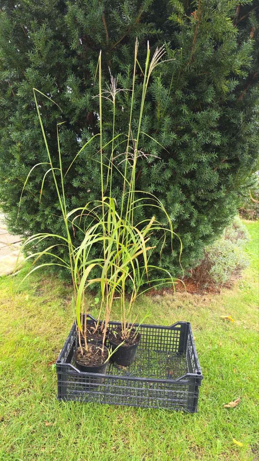 Augalai Klaipėda-Kuršėnai