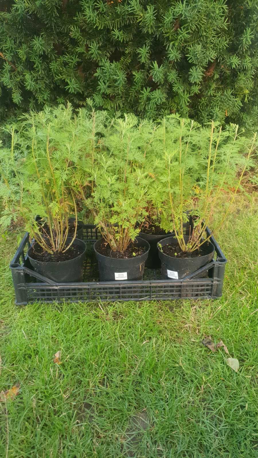 Augalai Klaipėda-Elektrėnų raj