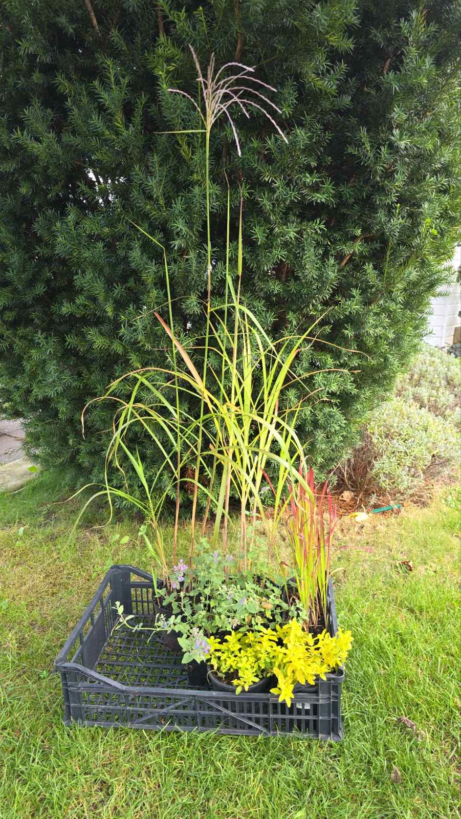 Augalai Klaipėda-Trakų raj