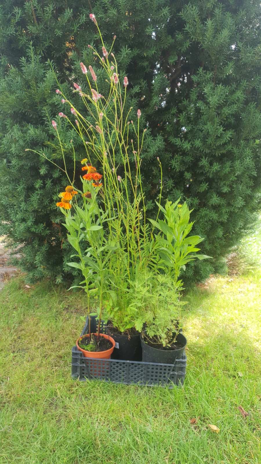 Augalai Klaipėda-Kaunas