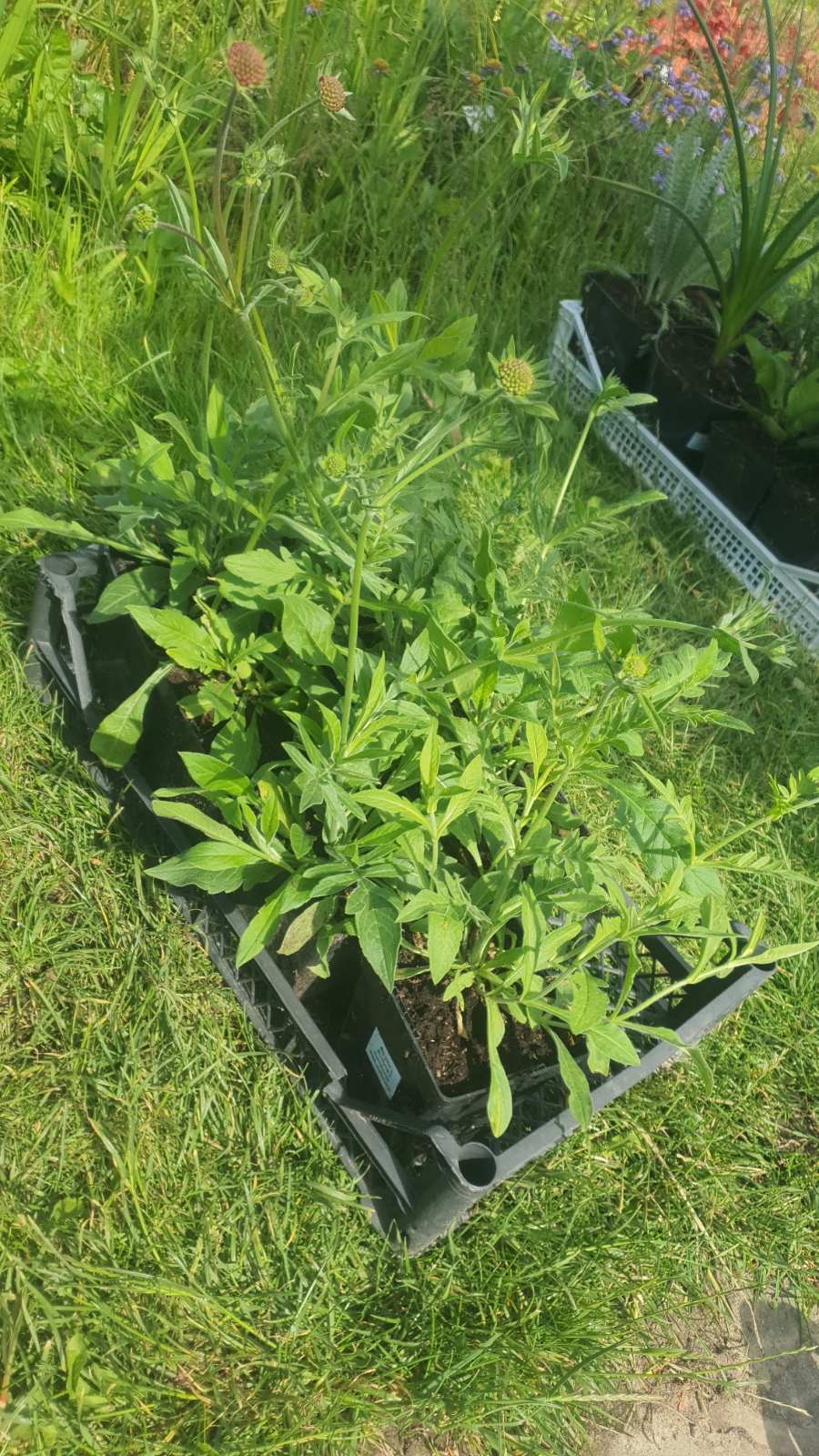 Augalai Klaipėda-Ramygala