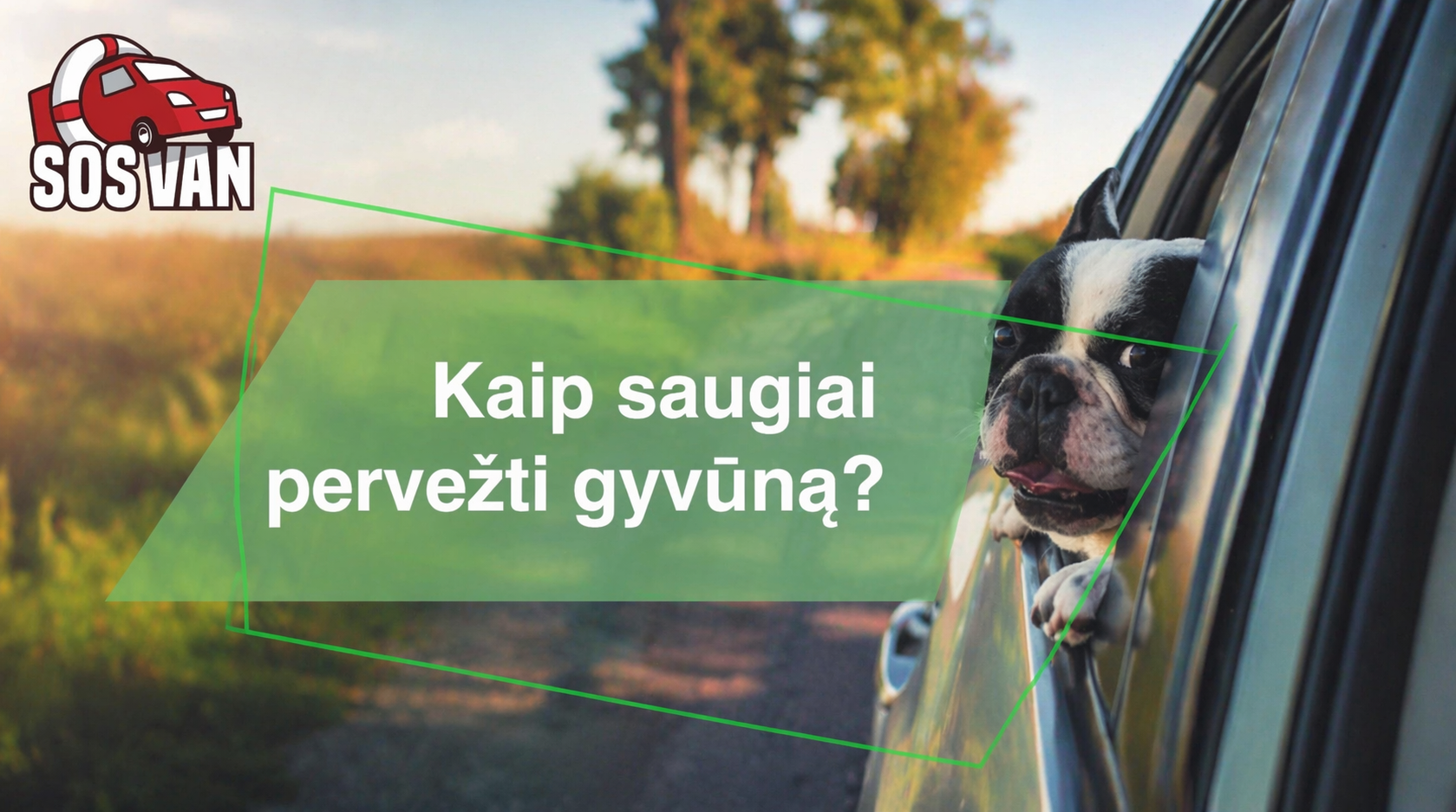 Kaip saugiai pervežti gyvūną?